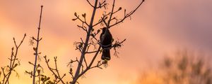 Preview wallpaper bird, tree, branches, sunset