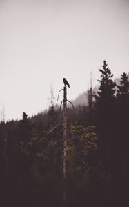 Preview wallpaper bird, tree, gloomy, broken, forest, lonely