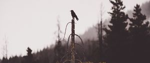 Preview wallpaper bird, tree, gloomy, broken, forest, lonely