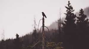 Preview wallpaper bird, tree, gloomy, broken, forest, lonely