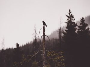 Preview wallpaper bird, tree, gloomy, broken, forest, lonely