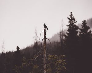 Preview wallpaper bird, tree, gloomy, broken, forest, lonely