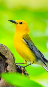 Preview wallpaper bird, tree, yellow, nature