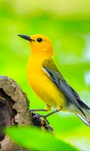 Preview wallpaper bird, tree, yellow, nature