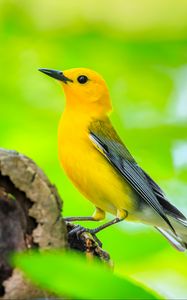 Preview wallpaper bird, tree, yellow, nature
