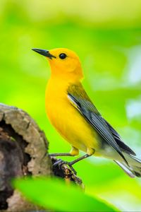Preview wallpaper bird, tree, yellow, nature