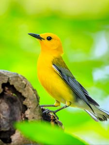 Preview wallpaper bird, tree, yellow, nature