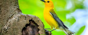 Preview wallpaper bird, tree, yellow, nature