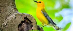 Preview wallpaper bird, tree, yellow, nature