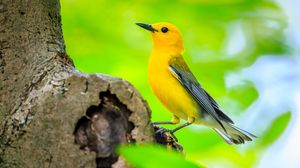 Preview wallpaper bird, tree, yellow, nature