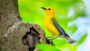 Preview wallpaper bird, tree, yellow, nature