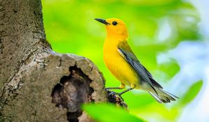 Preview wallpaper bird, tree, yellow, nature