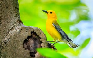 Preview wallpaper bird, tree, yellow, nature