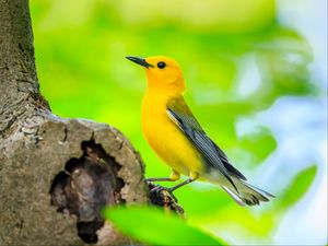 Preview wallpaper bird, tree, yellow, nature