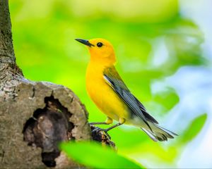 Preview wallpaper bird, tree, yellow, nature
