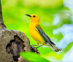 Preview wallpaper bird, tree, yellow, nature