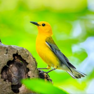 Preview wallpaper bird, tree, yellow, nature