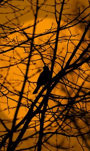 Preview wallpaper bird, trees, silhouette, branches