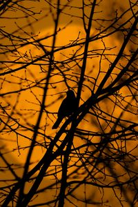 Preview wallpaper bird, trees, silhouette, branches
