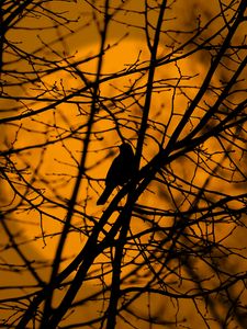 Preview wallpaper bird, trees, silhouette, branches