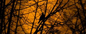 Preview wallpaper bird, trees, silhouette, branches