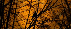 Preview wallpaper bird, trees, silhouette, branches