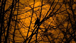 Preview wallpaper bird, trees, silhouette, branches