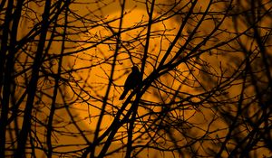 Preview wallpaper bird, trees, silhouette, branches