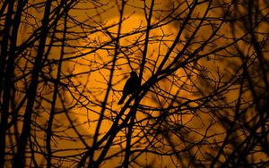 Preview wallpaper bird, trees, silhouette, branches