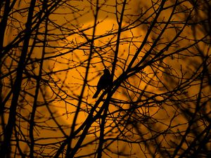 Preview wallpaper bird, trees, silhouette, branches
