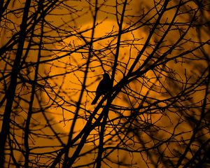 Preview wallpaper bird, trees, silhouette, branches