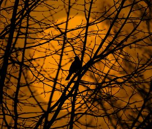 Preview wallpaper bird, trees, silhouette, branches