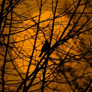 Preview wallpaper bird, trees, silhouette, branches