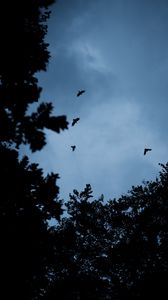 Preview wallpaper bird, trees, sky, silhouette
