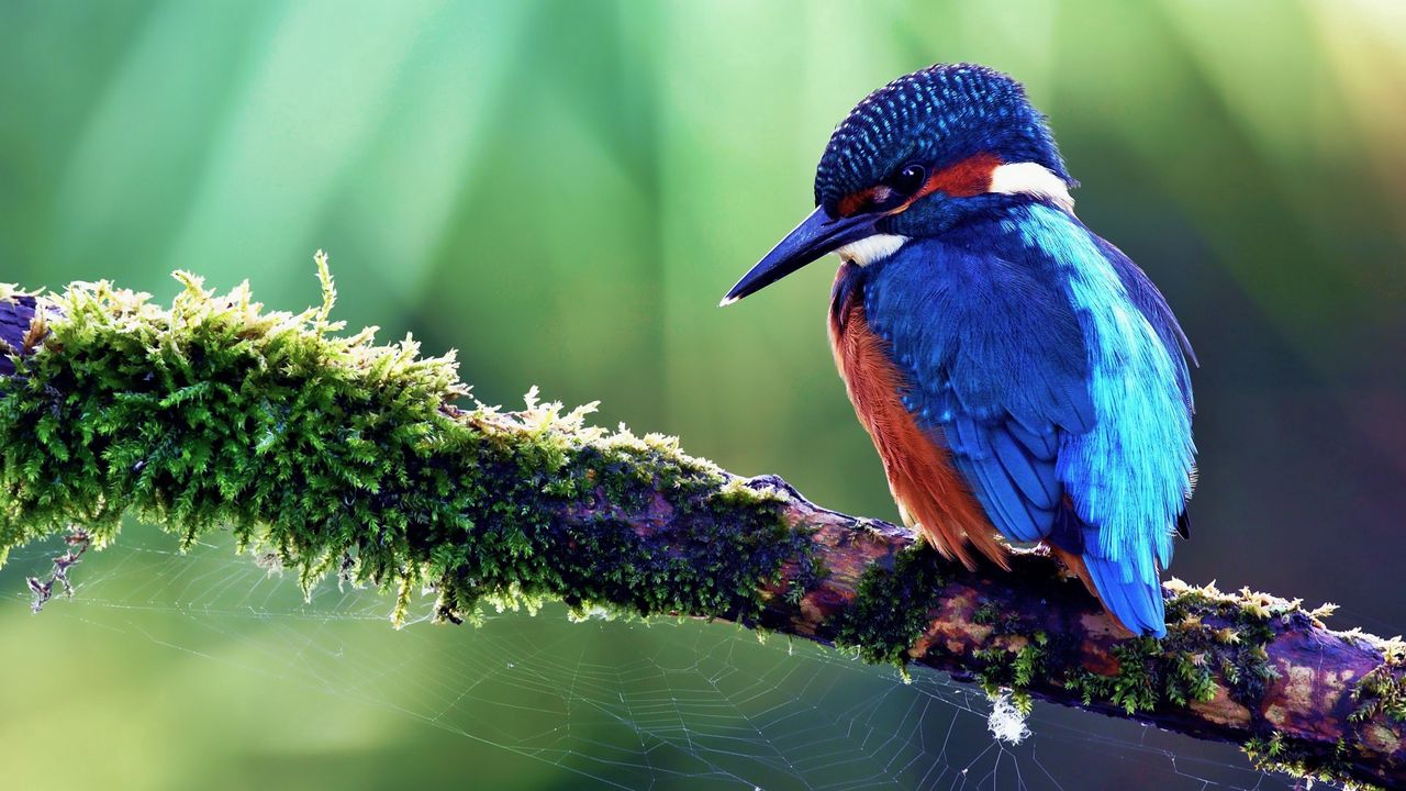 Wallpaper bird, tropical bird, color, tree, sit