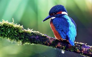 Preview wallpaper bird, tropical bird, color, tree, sit