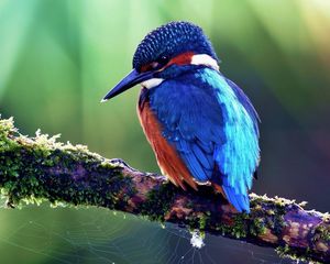 Preview wallpaper bird, tropical bird, color, tree, sit