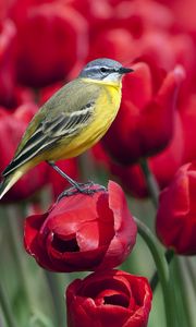 Preview wallpaper bird, tulips, flowers