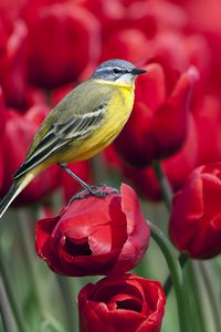 Preview wallpaper bird, tulips, flowers