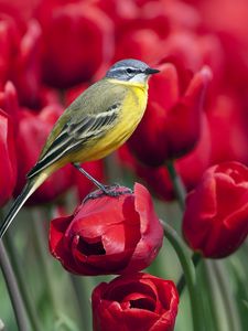 Preview wallpaper bird, tulips, flowers