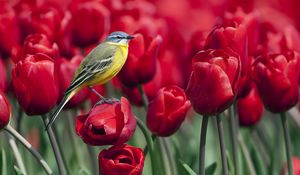 Preview wallpaper bird, tulips, flowers