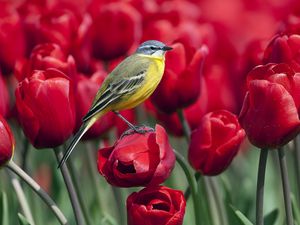 Preview wallpaper bird, tulips, flowers