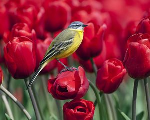 Preview wallpaper bird, tulips, flowers