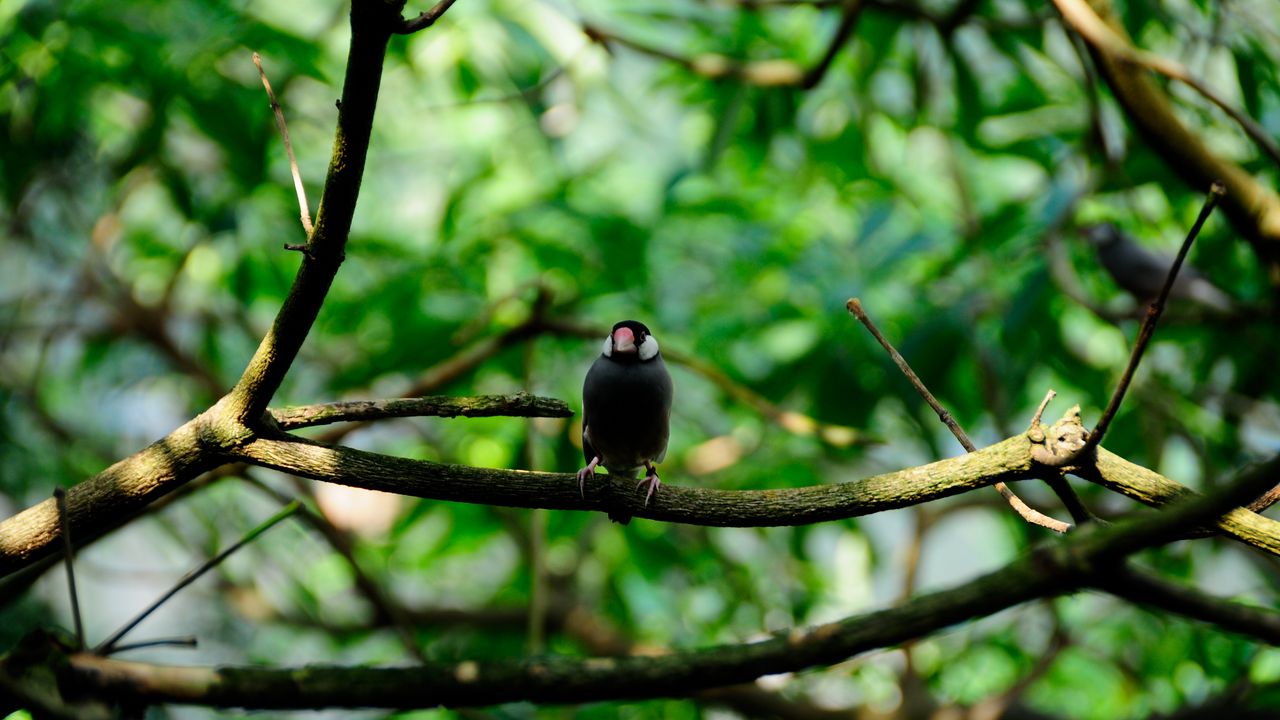 Wallpaper bird, twigs, blur, sits