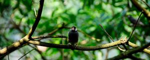 Preview wallpaper bird, twigs, blur, sits
