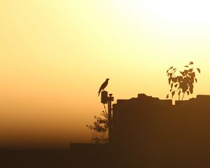 Preview wallpaper bird, twilight, outline, raven, sunset, shadows