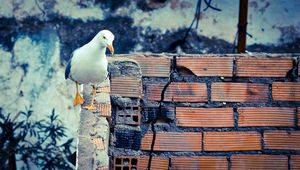 Preview wallpaper bird, wall, walk