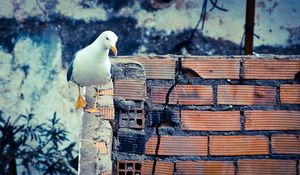 Preview wallpaper bird, wall, walk