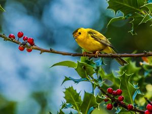 Preview wallpaper bird, warbler, twig, berries