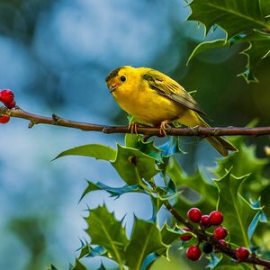 Preview wallpaper bird, warbler, twig, berries